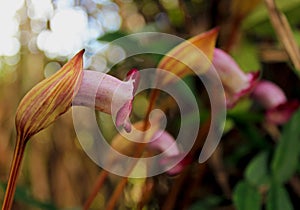 Aeginetia indica,  Indian broomrape or forest ghost flower