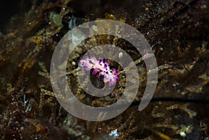 Aegires villosus Nudibranch photo