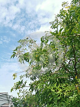 Aegle marmelos correa fruit hanging on the tree.