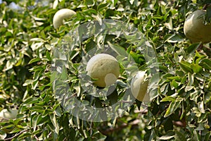 Aegle marmelos or indian bael fruit on the tree.