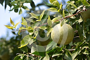 Aegle marmelos or indian bael fruit on the tree.