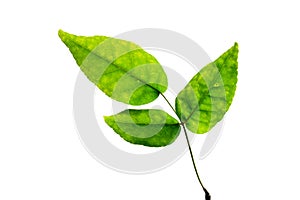 (Aegle marmelos (L.) CorrÃªa), leaf form and texture