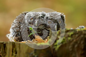 Aegolius funereus - Boreal Owl - nestling young birds