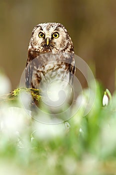 Aegolius funereus owl