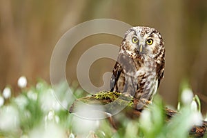 Aegolius funereus owl in snowdrops