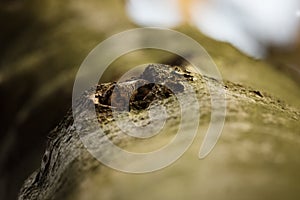 Aegolius funereus. Photographed in the Czech Republic.