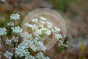 Aegopodium podagraria commonly called ground elder