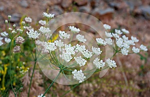 Aegopodium podagraria commonly called ground elder