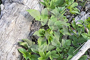 Aegopodium podagraria crescit in feras in silvis photo