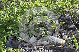Aegopodium podagraria crescit in feras in silvis photo