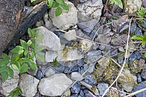 Aegopodium podagraria crescit in saxa