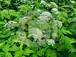 Aegopodium podagraria in the park