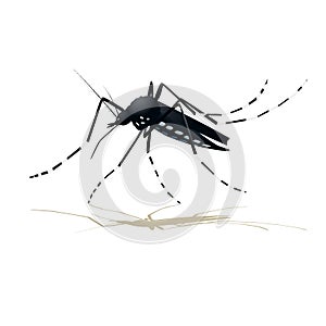 Aegypti mosquito