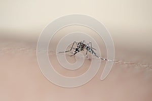 Aegypti mosquito photo