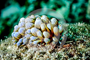 Aeolid nudibranch in Derawan, Kalimantan, Indonesia underwater photo