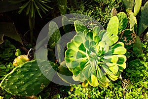 Aeonium Appendiculatum Succulent, Tenerife, Canary Islands, Spain photo