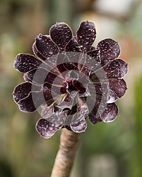 `Aeonium Arboretum` `Atropurpureum` Botanical Gardens of Balchik, Bulgaria