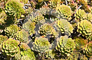 Aeonium arboreum photo