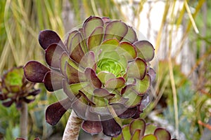 Aeonium arboreum photo