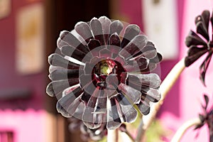 Aeonium arboreum Atropurpurea