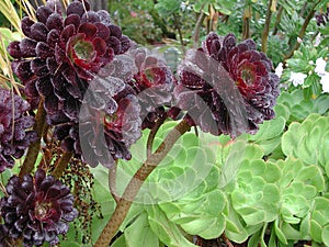 Aeonium arboreum atropurpureum plant