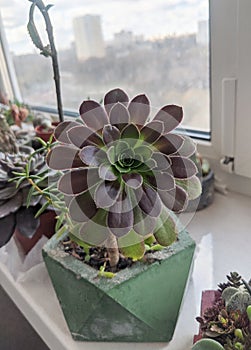 Aeonium arboreum Atropurpureum succulent plant