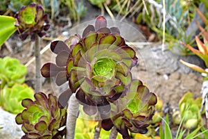 Aeonium arboreum flower
