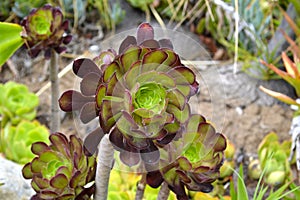 Aeonium arboreum flower photo