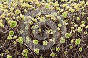 Aeonium arboreum in Galicia, Spain.