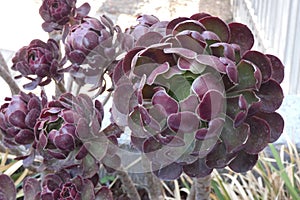 Aeonium arboreum photo
