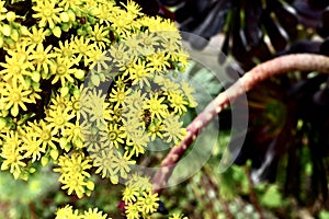 Aeonium arboreum or Irish rose with Yellowjacket 2