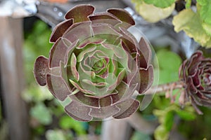 Aeonium arboreum plant. Green and purple leaves. Natural green background