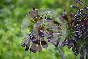 Aeonium arboreum shiny purple and green leaves