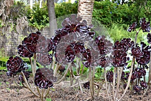 Burgundy black aeonium arboreum plants photo
