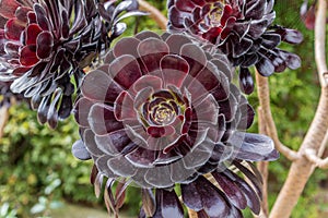 Aeonium Arboreum Zwartkop