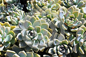 Aeonium background