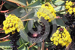 Aeonium Black Rose yellow blossoms spring season nature photo