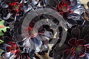 Aeonium Black Rose flowers