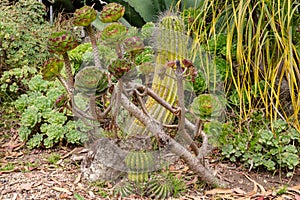 Aeonium canariense and echinopsis spachiana in succulent garden