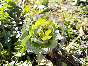 Aeonium canariense is a species of flowering plant in the family Crassulaceae