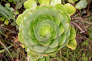 Aeonium canariense succulent plant closeup