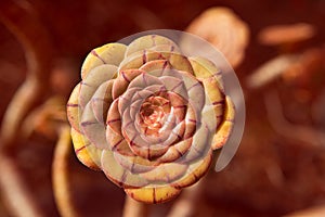 Aeonium canariense Verode cactus plant