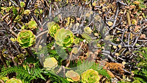Aeonium canariense Verode cactus plant