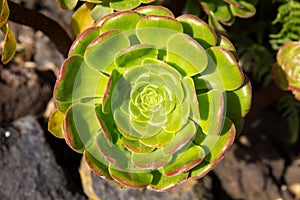 Aeonium canariense Verode cactus plant photo