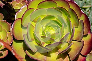 Aeonium Canaryense tropical succulent plant