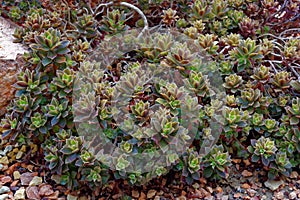 Aeonium decorum