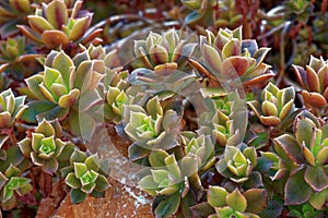 Aeonium decorum