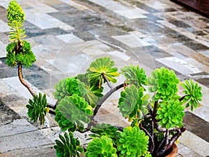 Aeonium decorum plant (succulent)