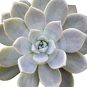 Aeonium diplocyclum plant, isolated