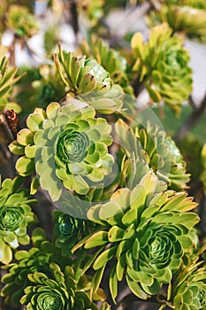 An Aeonium in a garden setting